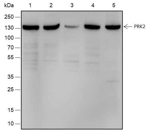 Recombinant PRK2 Monoclonal Antibody-searchlist-1