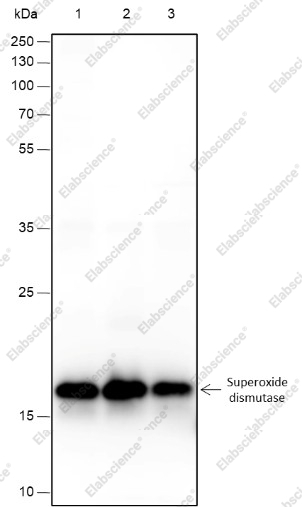Recombinant SOD1 Monoclonal Antibody - 1
