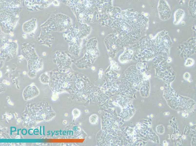 TE-14 Cell Complete Medium - 1