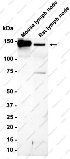 Recombinant CD103 Monoclonal Antibody - 2