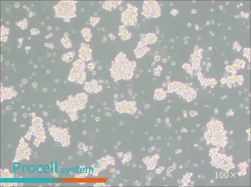 MMQ Cell Complete Medium - 1