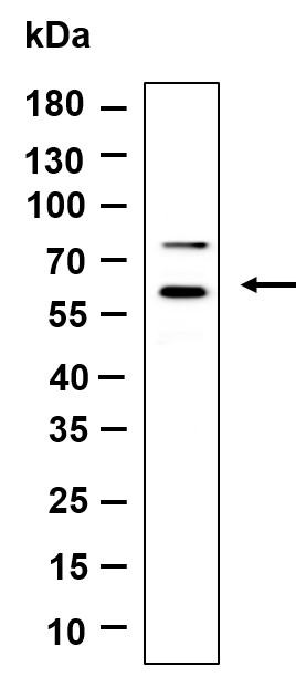 Recombinant HspA14 Monoclonal Antibody-searchlist-1