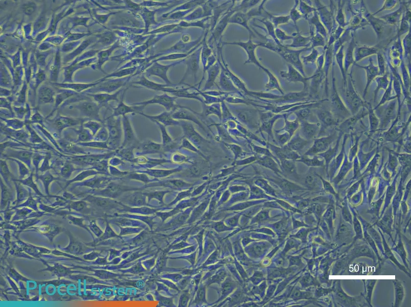 Rat Bone Marrow Mesenchymal Stem Cells - 7