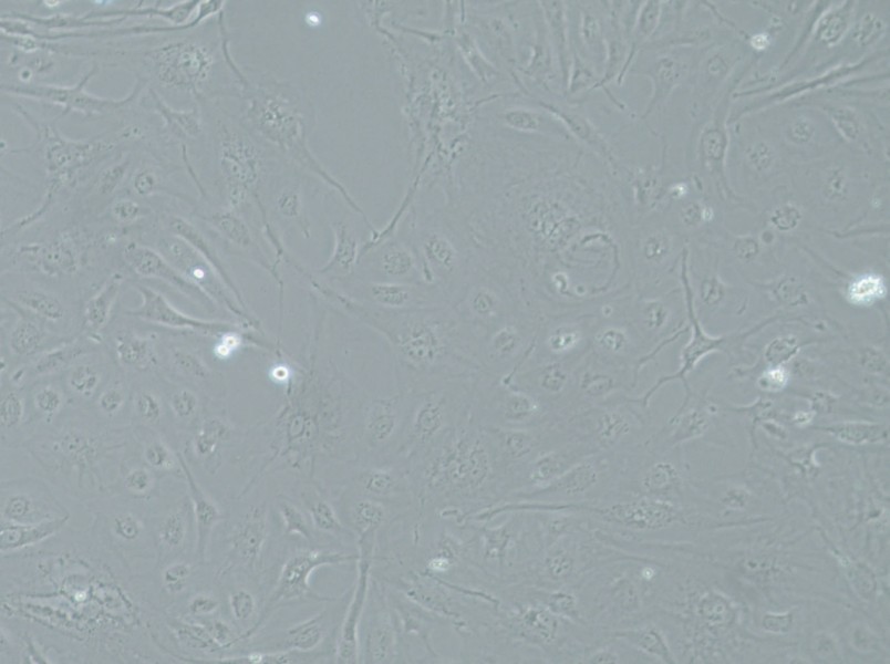 SRA01/04 Cell Complete Medium-searchlist-1