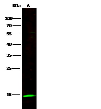 Recombinant NCR3/CD337 Monoclonal Antibody-searchlist-1