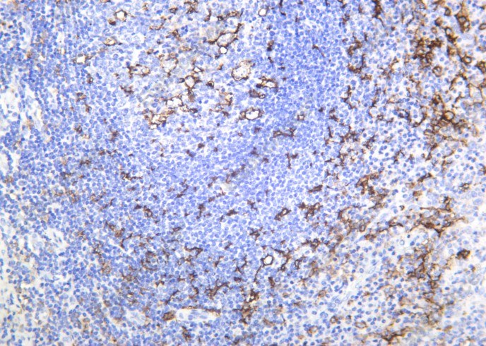 Recombinant CD11c Monoclonal Antibody - 2
