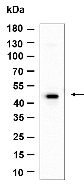 Recombinant GPR182 Monoclonal Antibody-searchlist-1