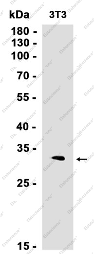 Recombinant ATF5 Monoclonal Antibody - 2