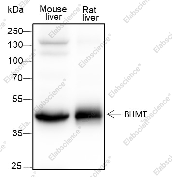 Recombinant BHMT Monoclonal Antibody - 1