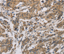CYCS Polyclonal Antibody - 3