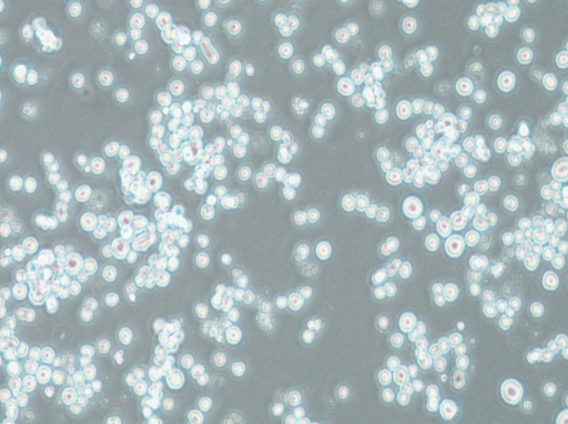 COLO 201 Cell Complete Medium - 4