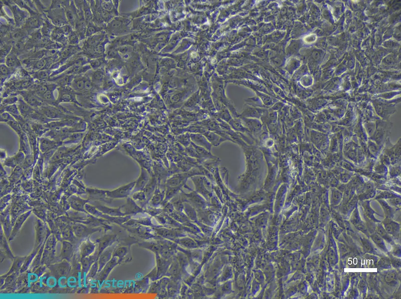 Rat Coronary Artery Smooth Muscle Cell Complete Medium - 5