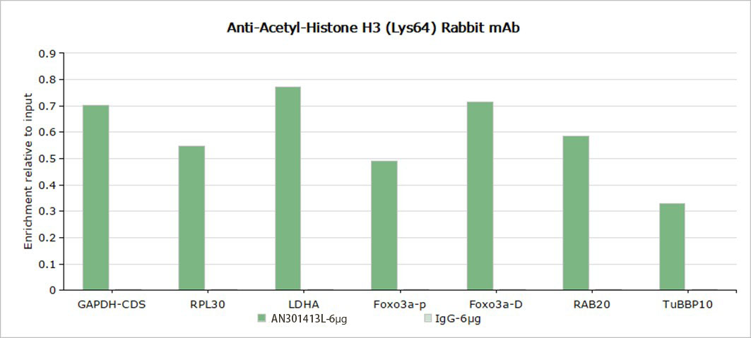 Recombinant Histone H3 (Acetyl Lys64) Monoclonal Antibody - small - 5