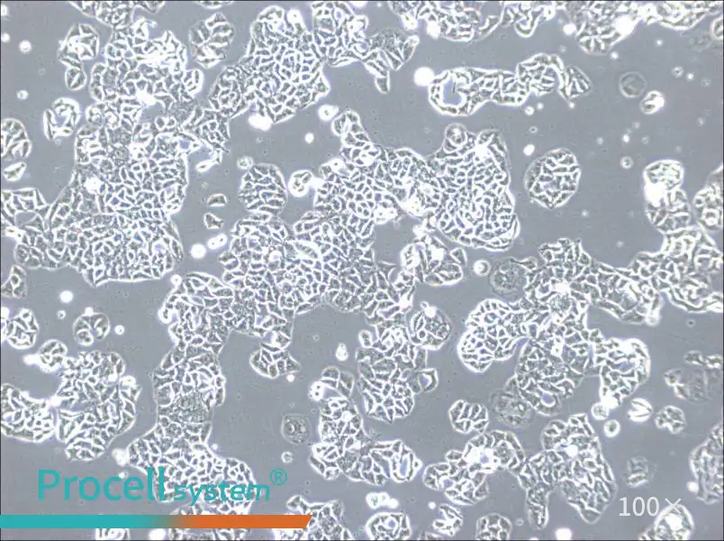 HCC1833 Cell Complete MediumHCC1833 Cell Complete Medium - 3