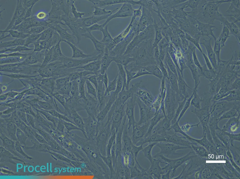 Rat Periosteal Cell Complete Medium - 6