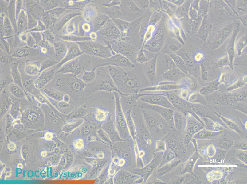 OV56 Cell Complete MediumOV56 Cell Complete Medium - 4