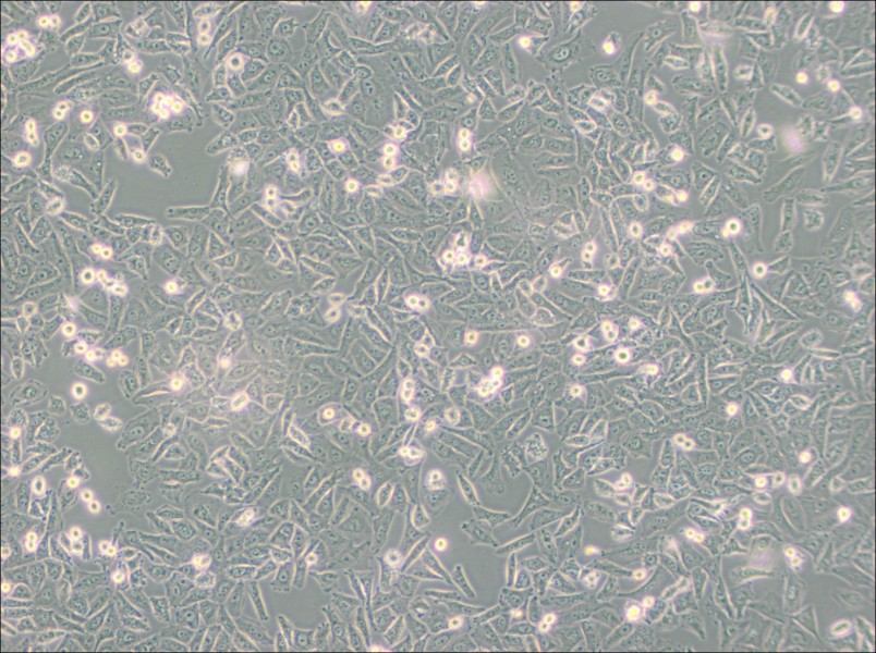 NCI-H1703 Cell Complete MediumNCI-H1703 Cell Complete Medium - 3