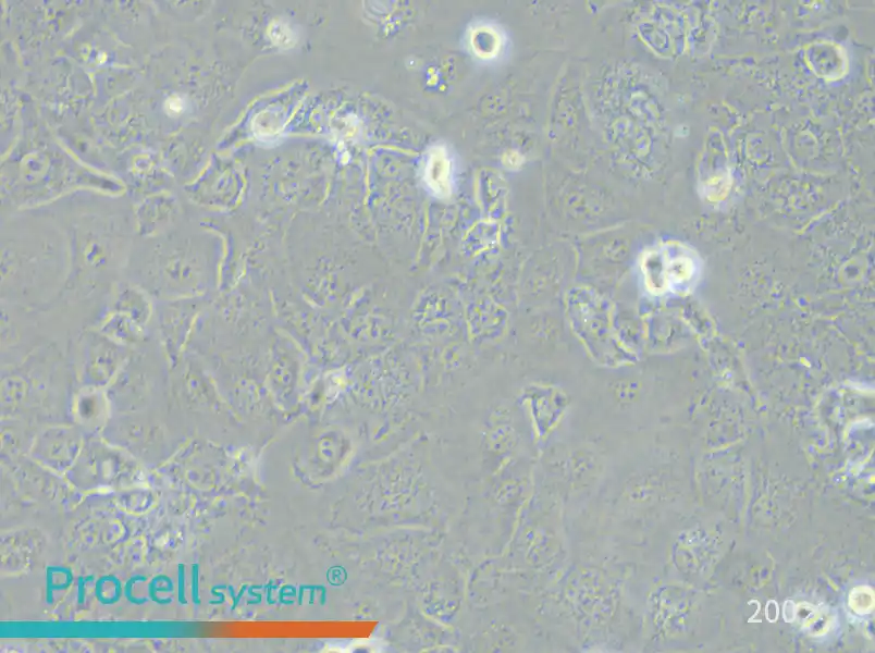 PLC/PRF/5 Cell Complete Medium - 6