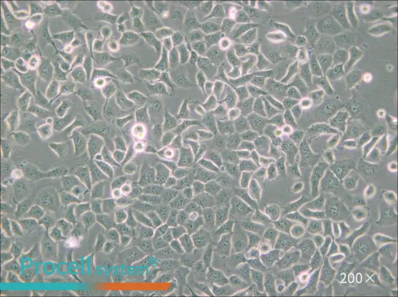 SHZ-88 Cell Complete Medium - small - 5