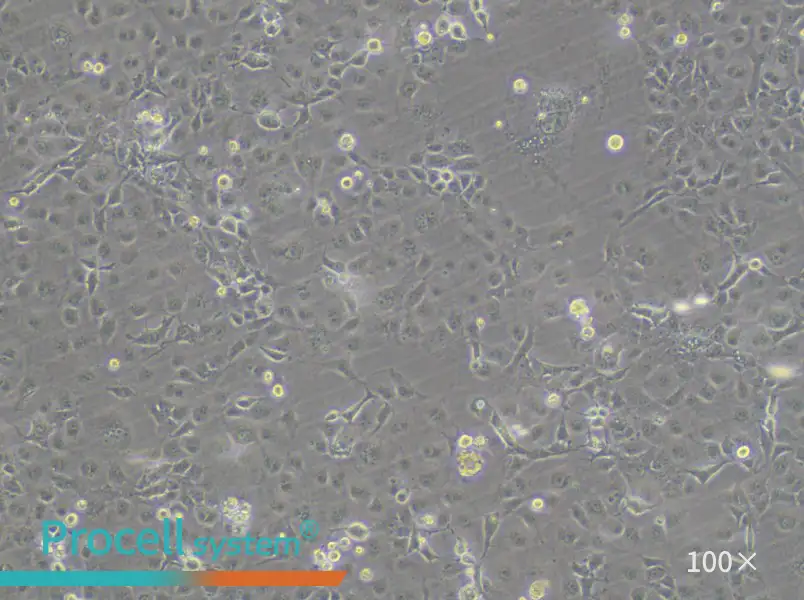 COS-7 Cell Complete Medium - 2