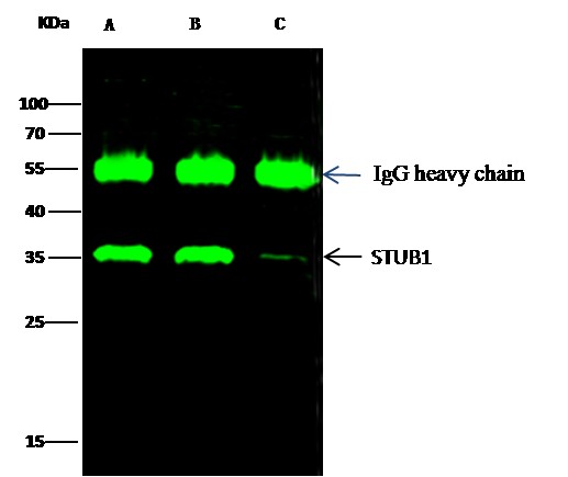 Recombinant STUB1 Monoclonal Antibody - small - 3