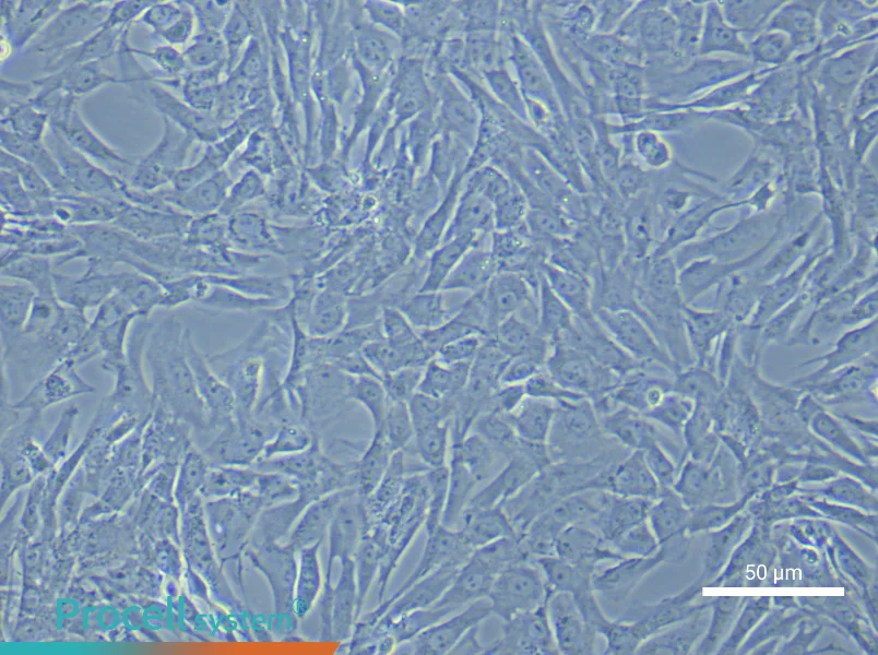 Rat Vascular Adventitial Fibroblast Complete Medium - 6