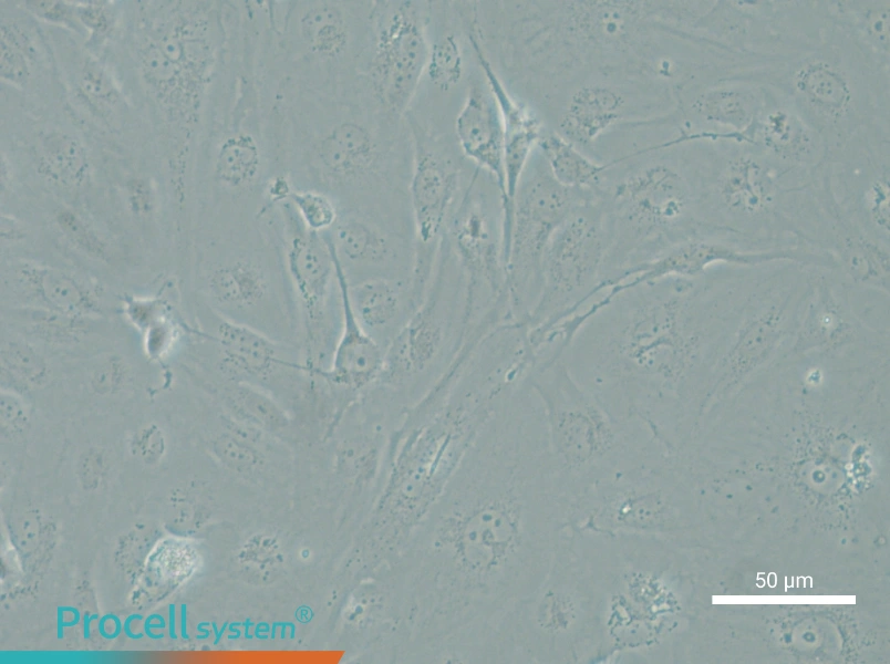 SRA01/04 Cell Complete Medium - 6