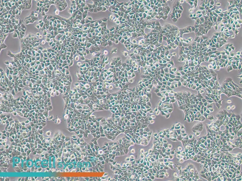 RH-35 Cell Complete MediumRH-35 Cell Complete Medium - 2