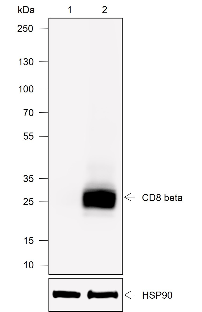 Recombinant CD8 beta Monoclonal Antibody-searchlist-1