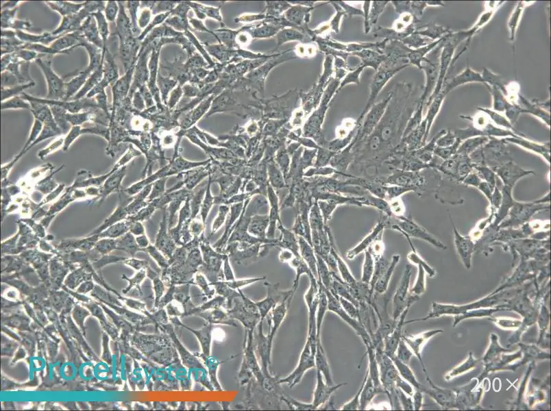 C6 Cell Complete Medium - 6