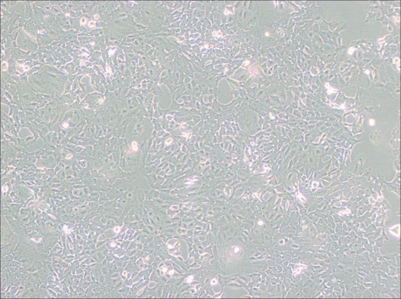 HC11 Cell Complete Medium-searchlist-1