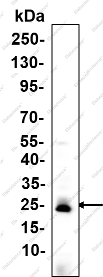Recombinant SNAP 25 Monoclonal Antibody - 1