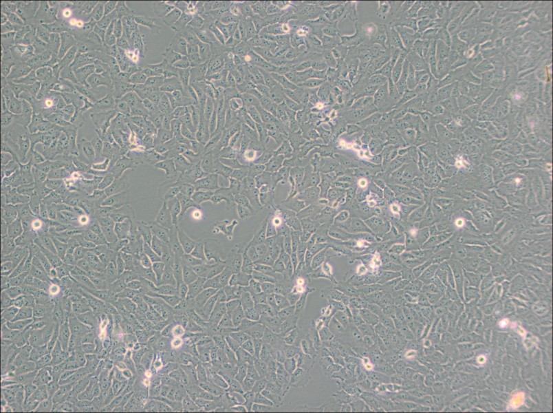 KHOS-240S Cell Complete Medium-searchlist-1