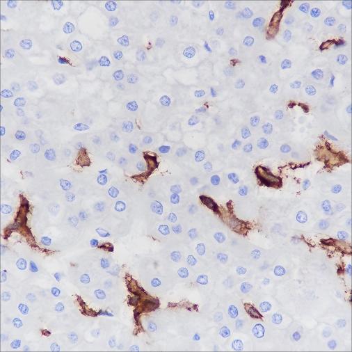Recombinant CD16a Monoclonal Antibody - small - 5