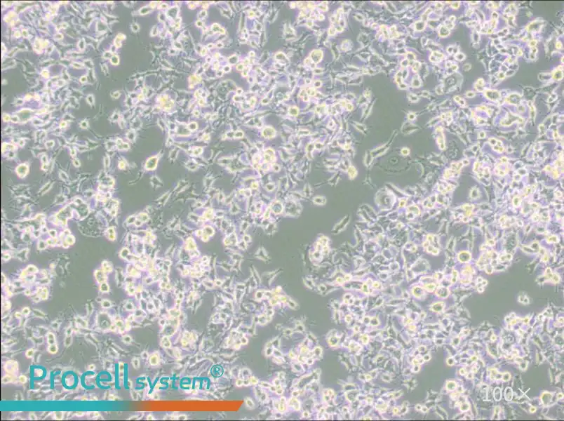 RAG Cell Complete MediumRAG Cell Complete Medium - 2