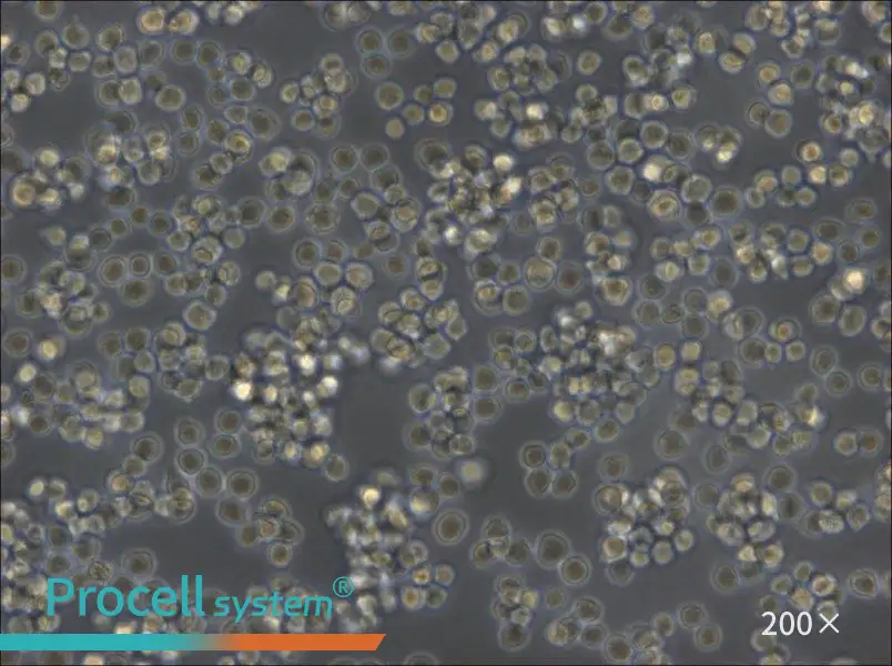 A20 Cell Complete Medium - 4