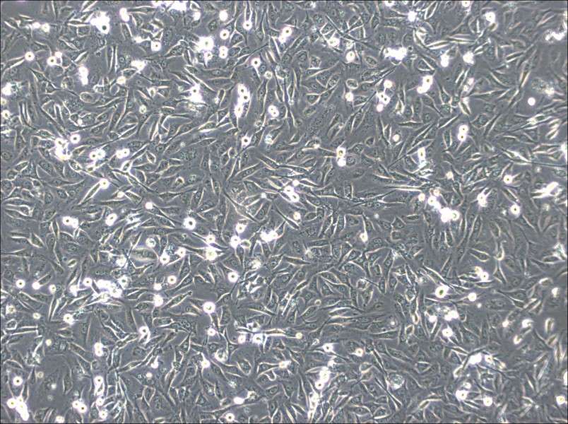 HS-5 Cell Complete MediumHS-5 Cell Complete Medium - 3