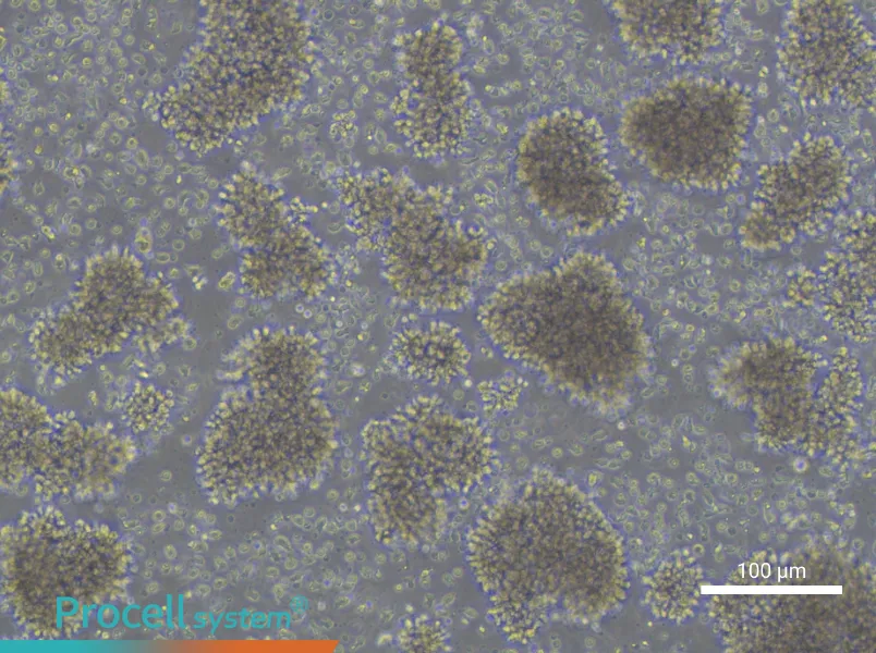 Dakiki - 1