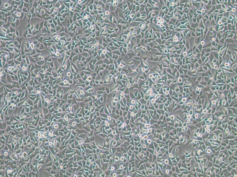 Hela 229 Cell Complete Medium-searchlist-1