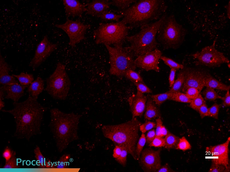 Mouse Ovarian Granulosa Cell Complete Medium - 2