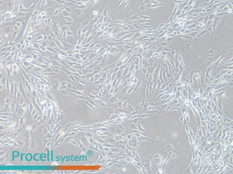 MS1 Cell Complete Medium - 2