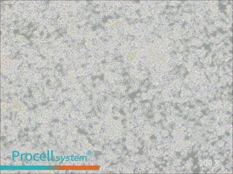 HMy2.CIR Cell Complete Medium - 3