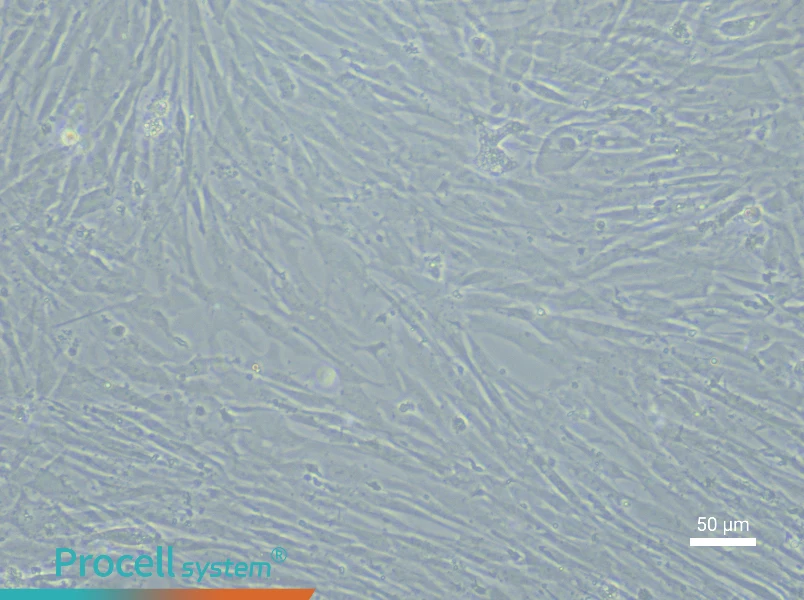 Chicken Adipose-Derived Stem Cell Complete Medium - 4