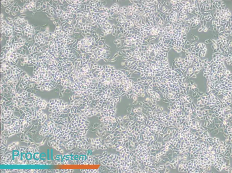 AN3 CA Cell Complete Medium - 3