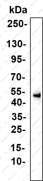 Recombinant SHLB1 Monoclonal Antibody - 4