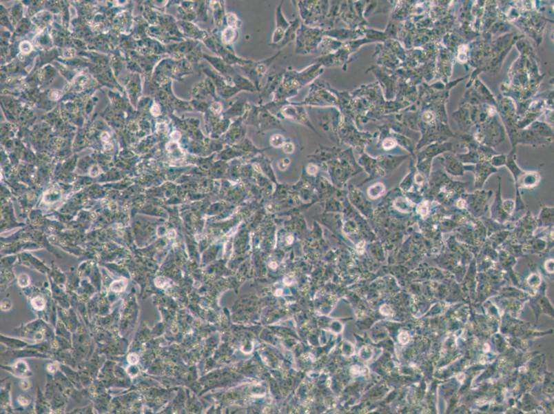 Kelly Cell Complete Medium - 5