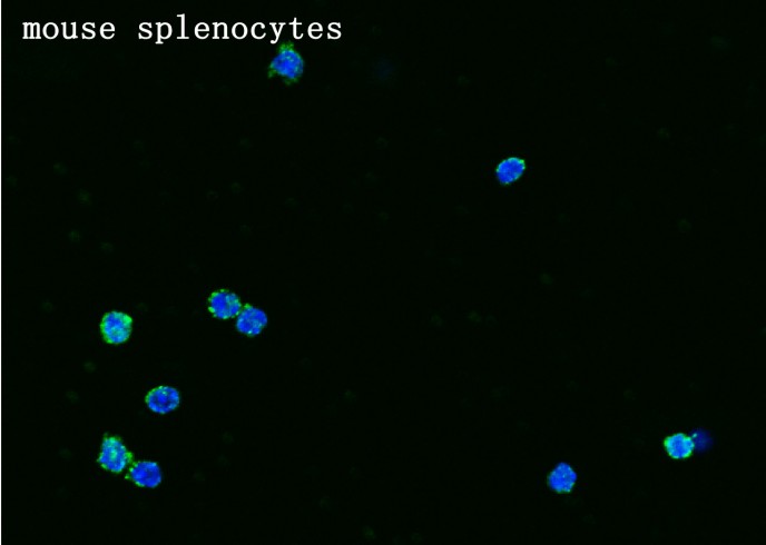 Recombinant Syndecan-4/SDC4 Monoclonal Antibody-searchlist-1