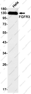 Recombinant FGFR3 Monoclonal Antibody - 1