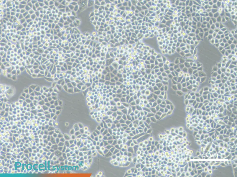 PC-9-DDPPC-9-DDP - 3