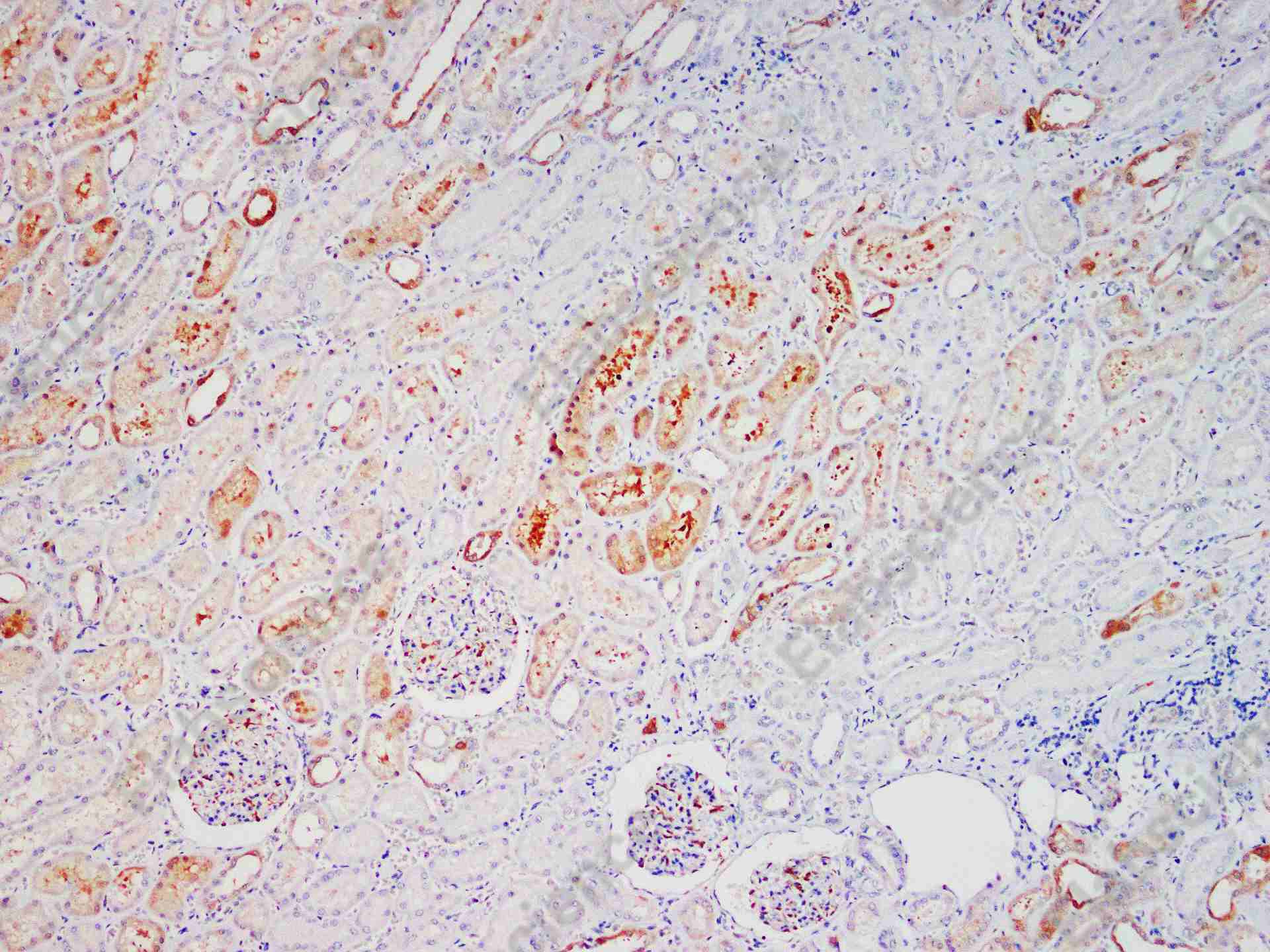 Recombinant NQO1 Monoclonal Antibody - 1